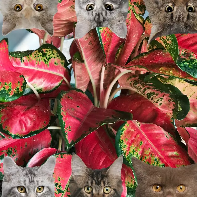 Aglaonema and cats