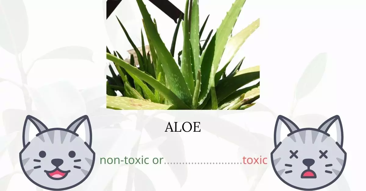 Is Aloe Toxic to Plants