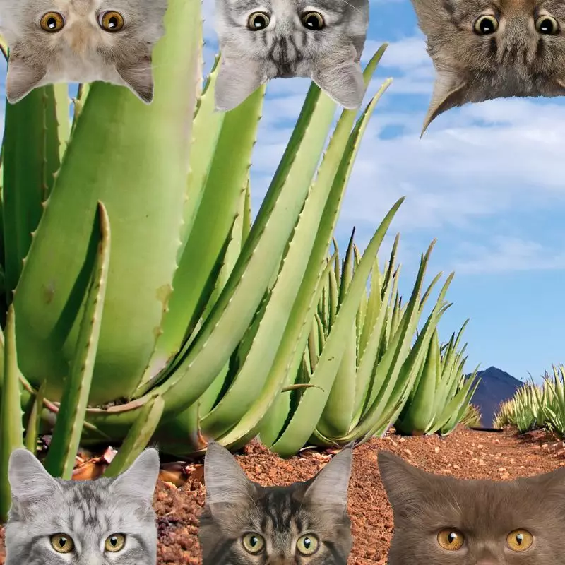 Aloe and cats