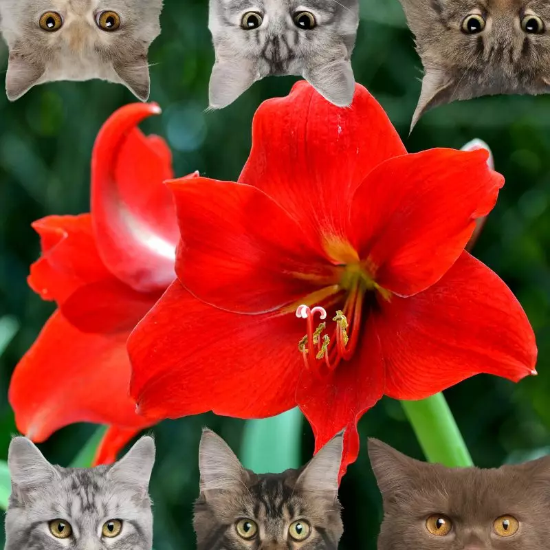 Amaryllis Plant and cats