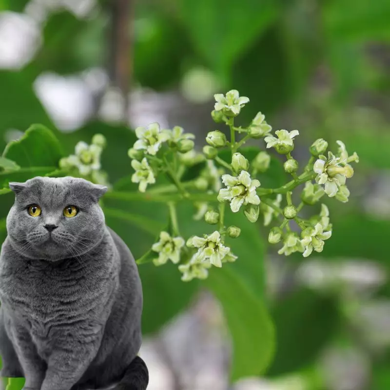 American Bittersweet and a cat nearby