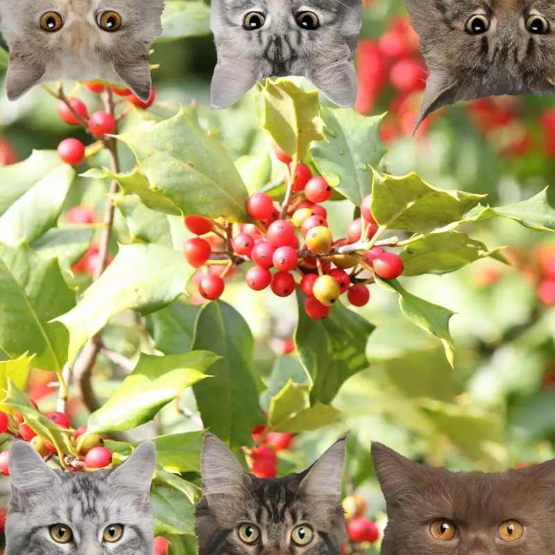 American Holly and cats