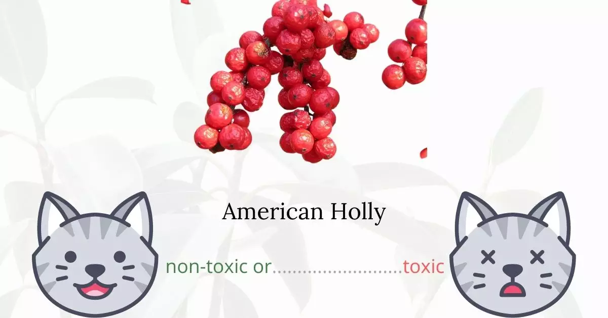Is American Holly or Winterberry Toxic To Cats?