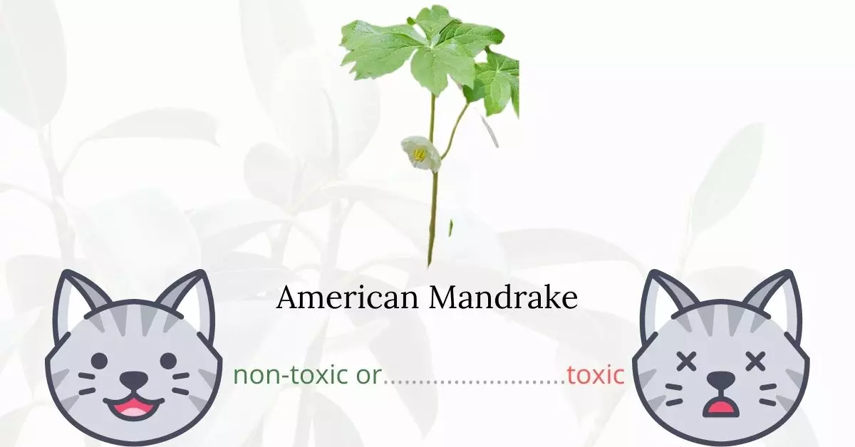 Is American Mandrake or Mayapple Toxic To Cats?