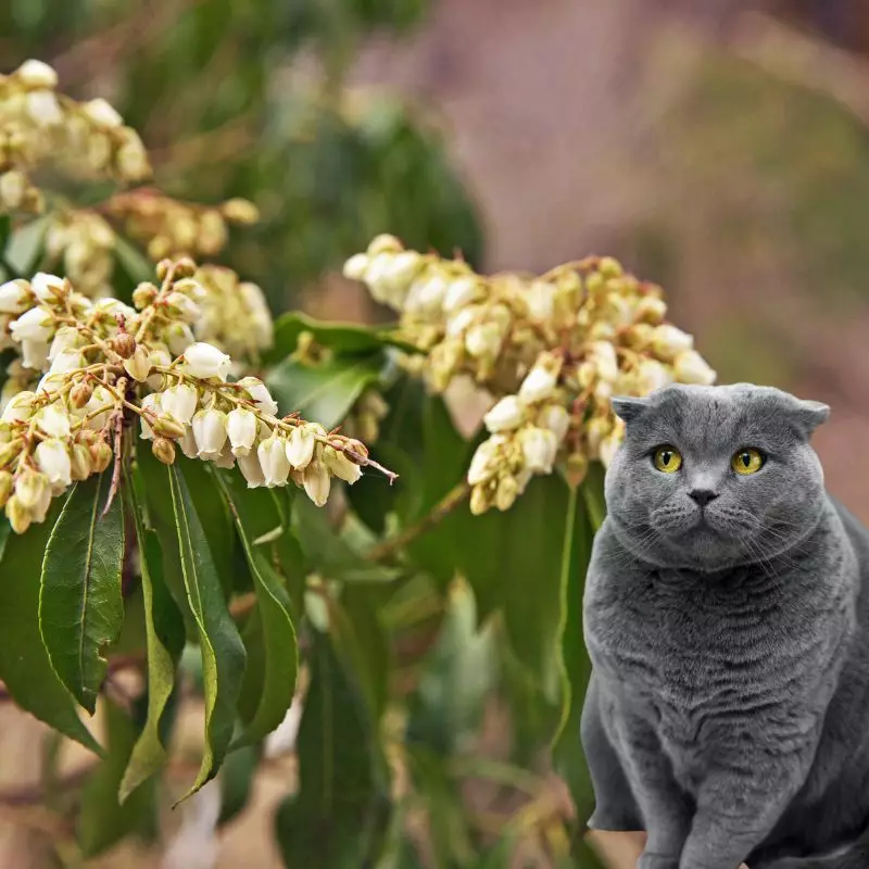 Andromeda Japonica and a cat nearby