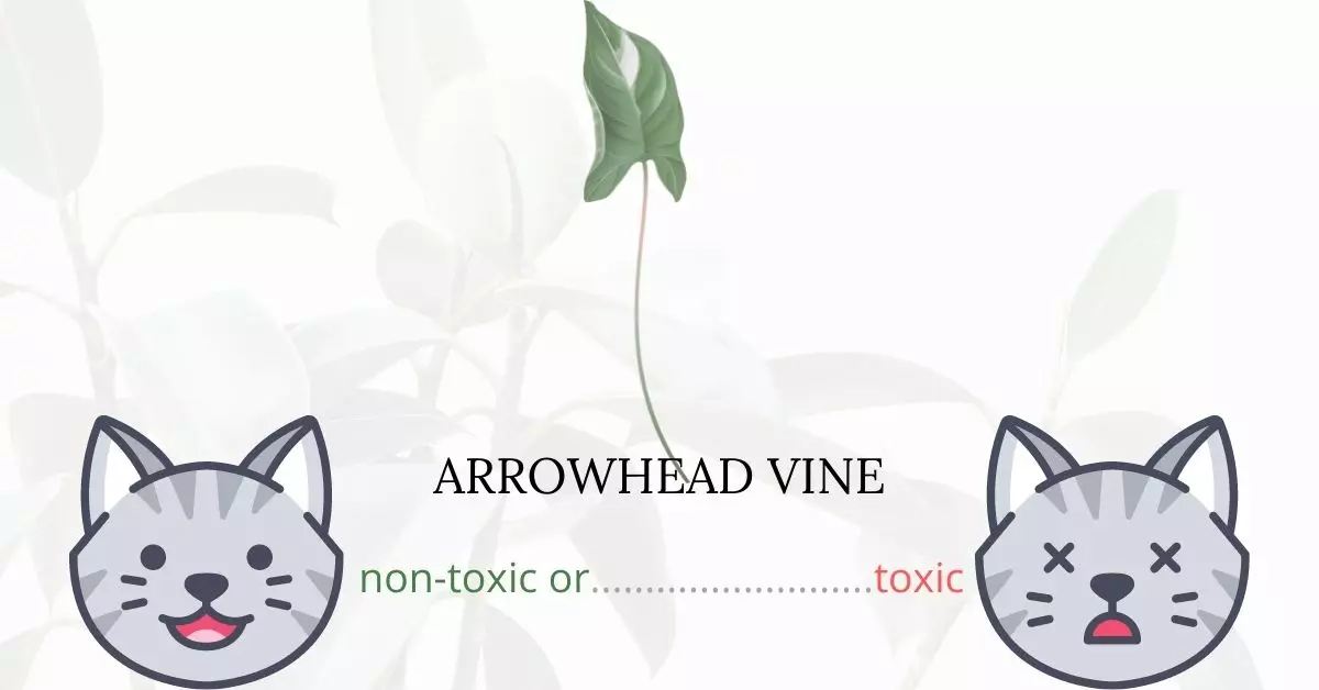 Is Arrowhead Vine Toxic To Cats?