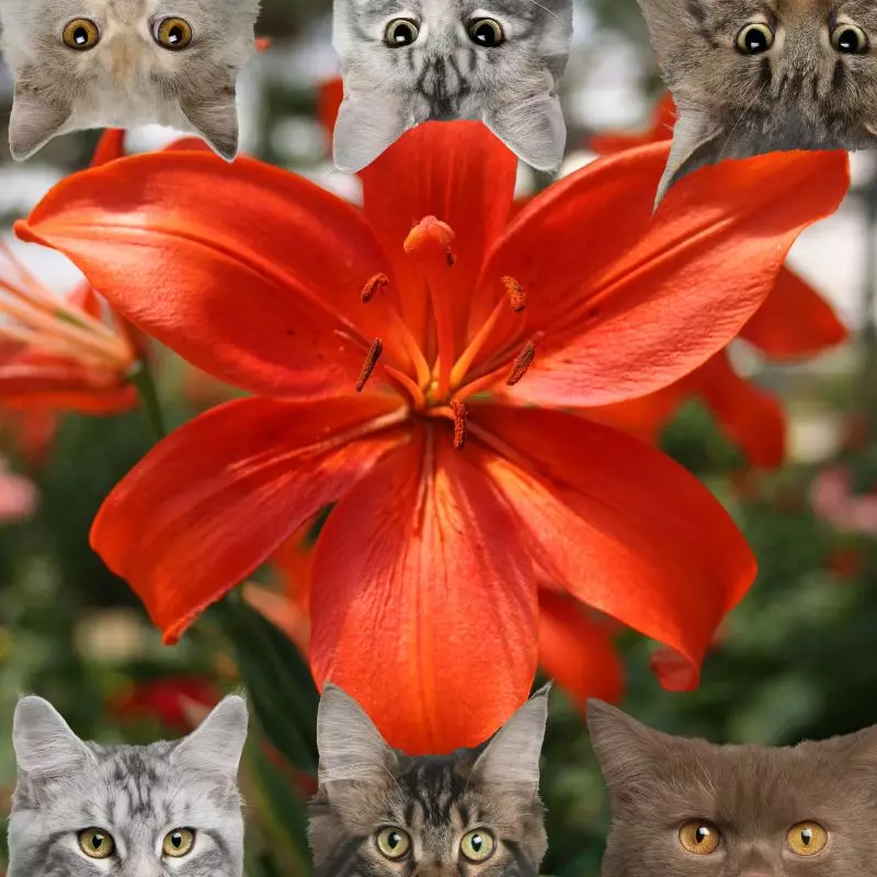 Asian Lily and cats