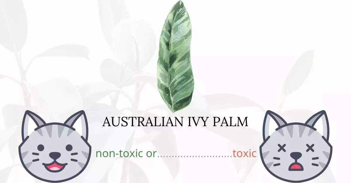 Is Australian Ivy Palm Toxic To Cats? 