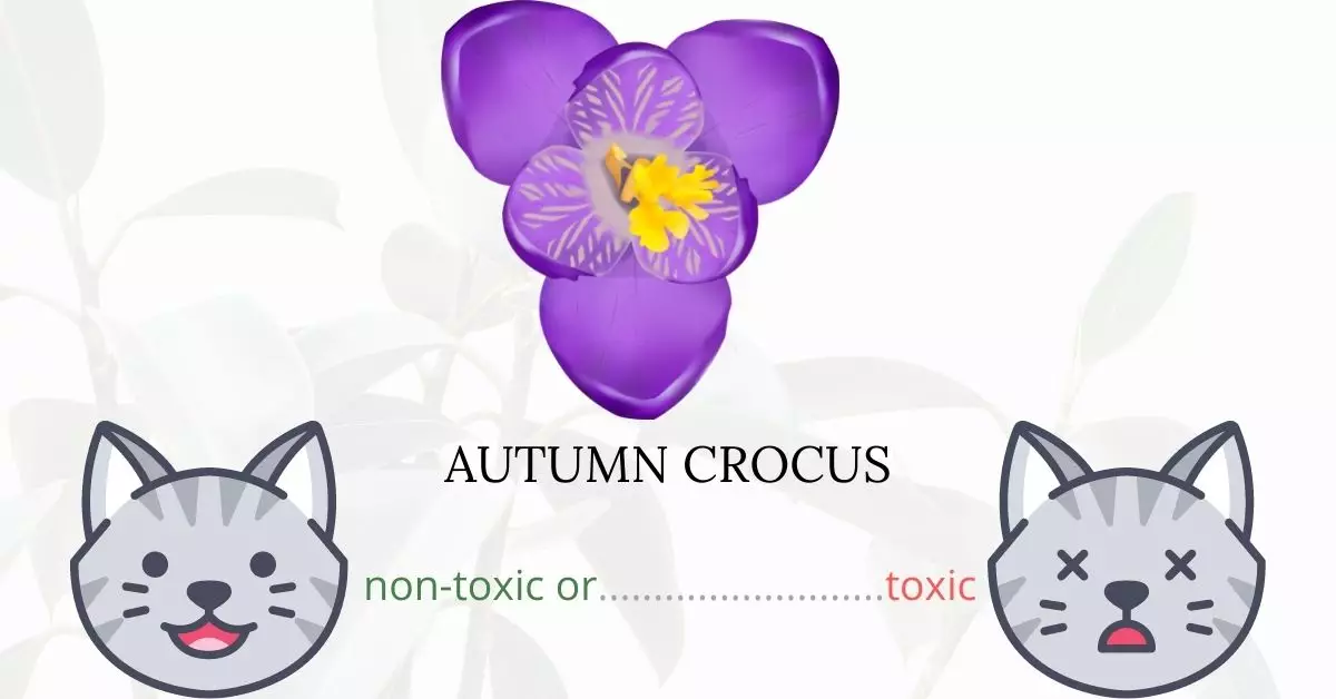 Is Autumn Crocus Toxic To Cats? 