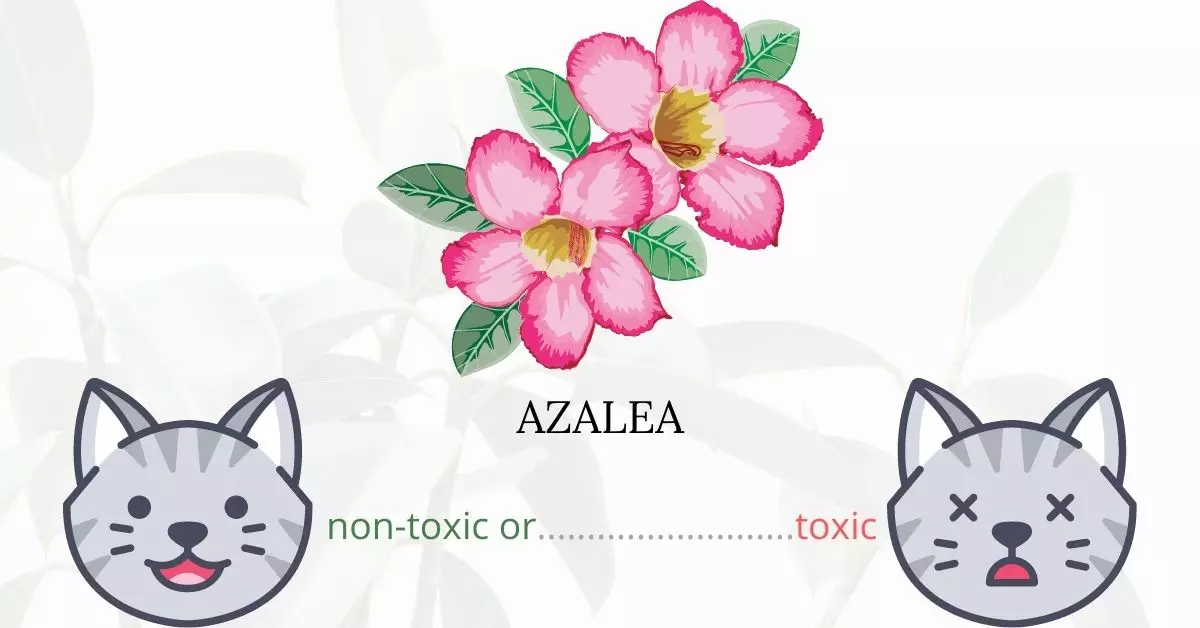 Is Azalea or Rhododendron Toxic To Cats? 