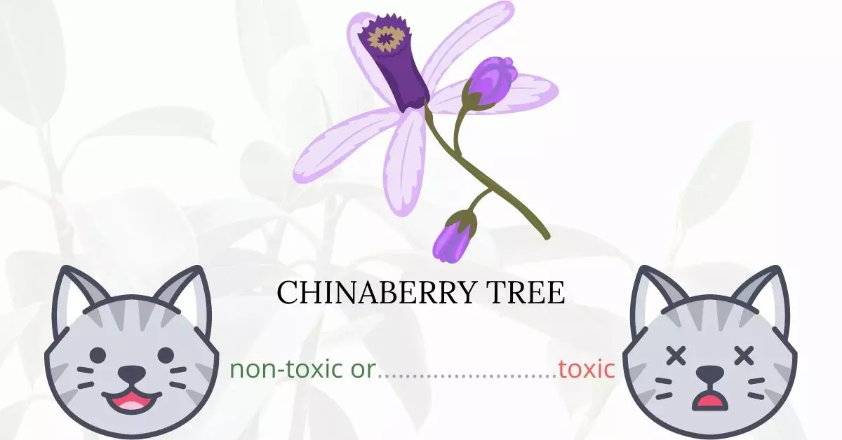 Is Bead Tree or Chinaberry Tree Toxic to Cats? 