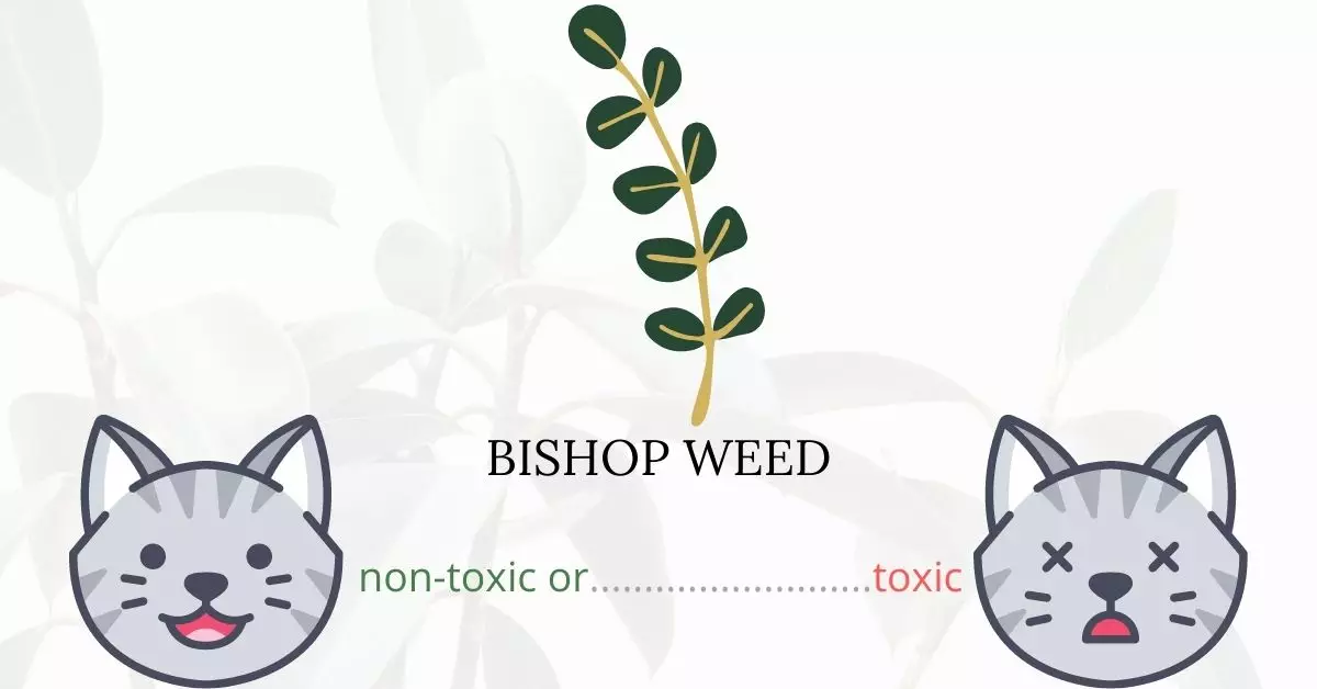 Is Bishop Weed Toxic To Cats? 
