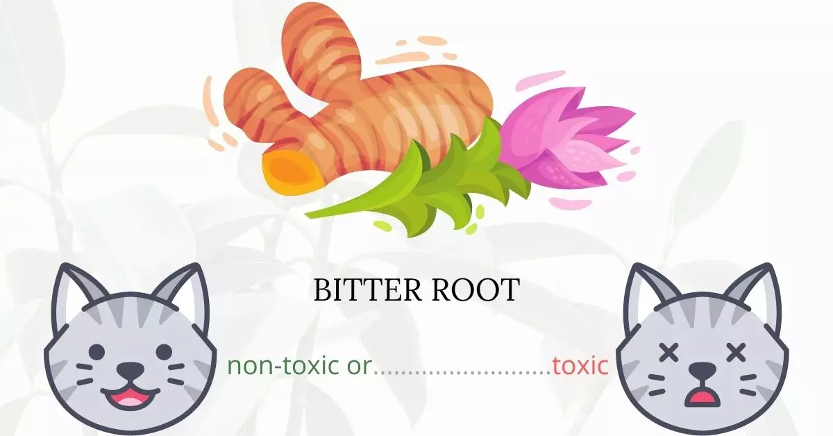 Is Bitter Root or Dogbane Hemp Toxic To Cats? 