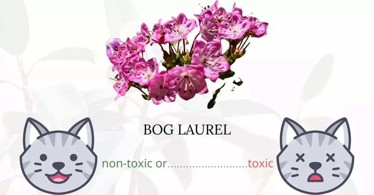 Is Bog Laurel or Bog Kalmia Toxic To Cats? 