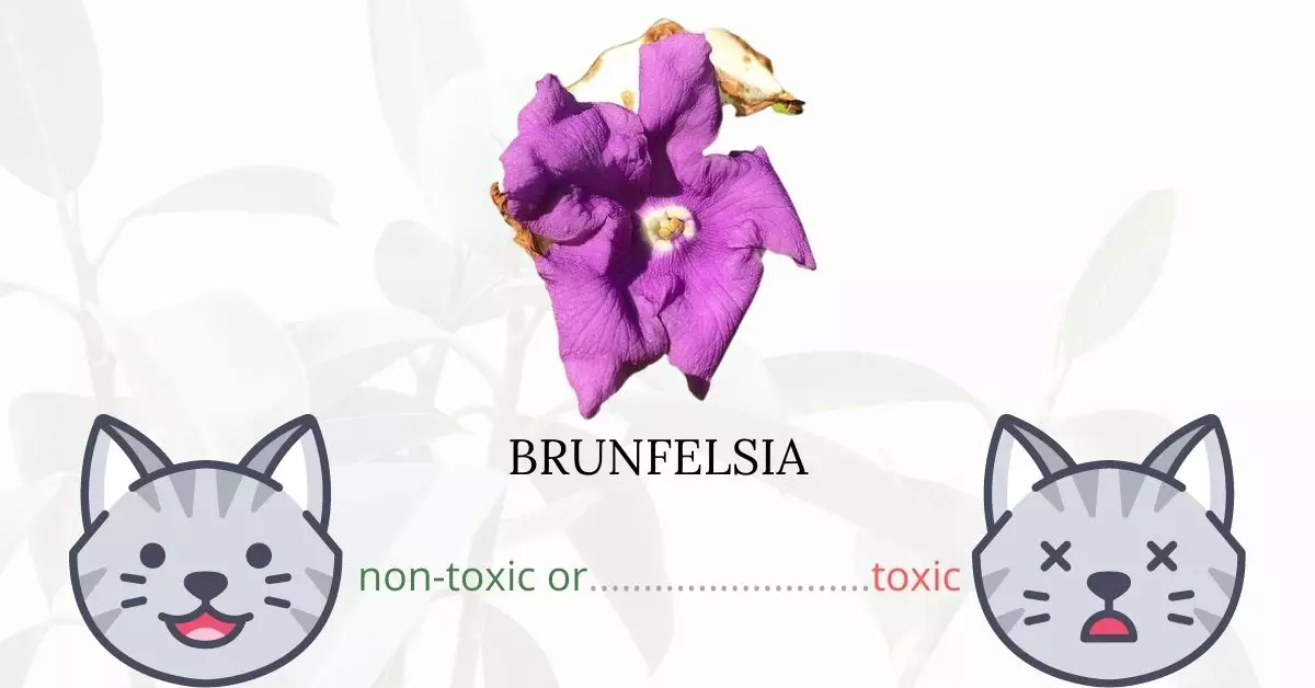 Is Brunfelsia or Yesterday, Today, and Tomorrow Plant Toxic To Cats?
