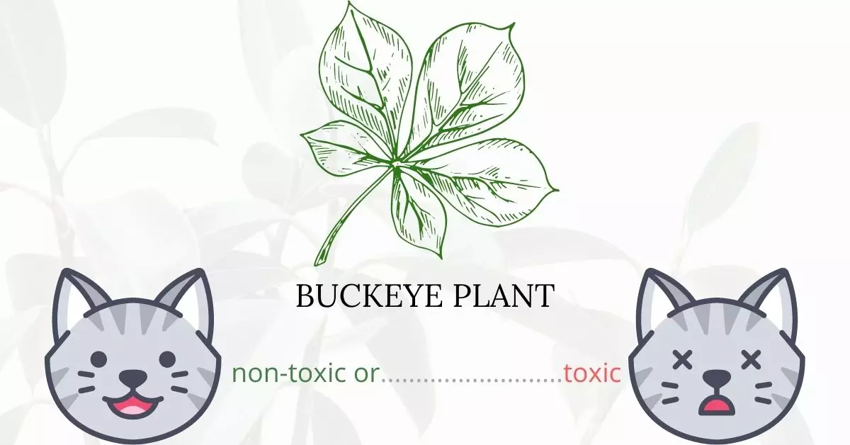 Is Buckeye or Horse Chestnut Toxic To Cats? 