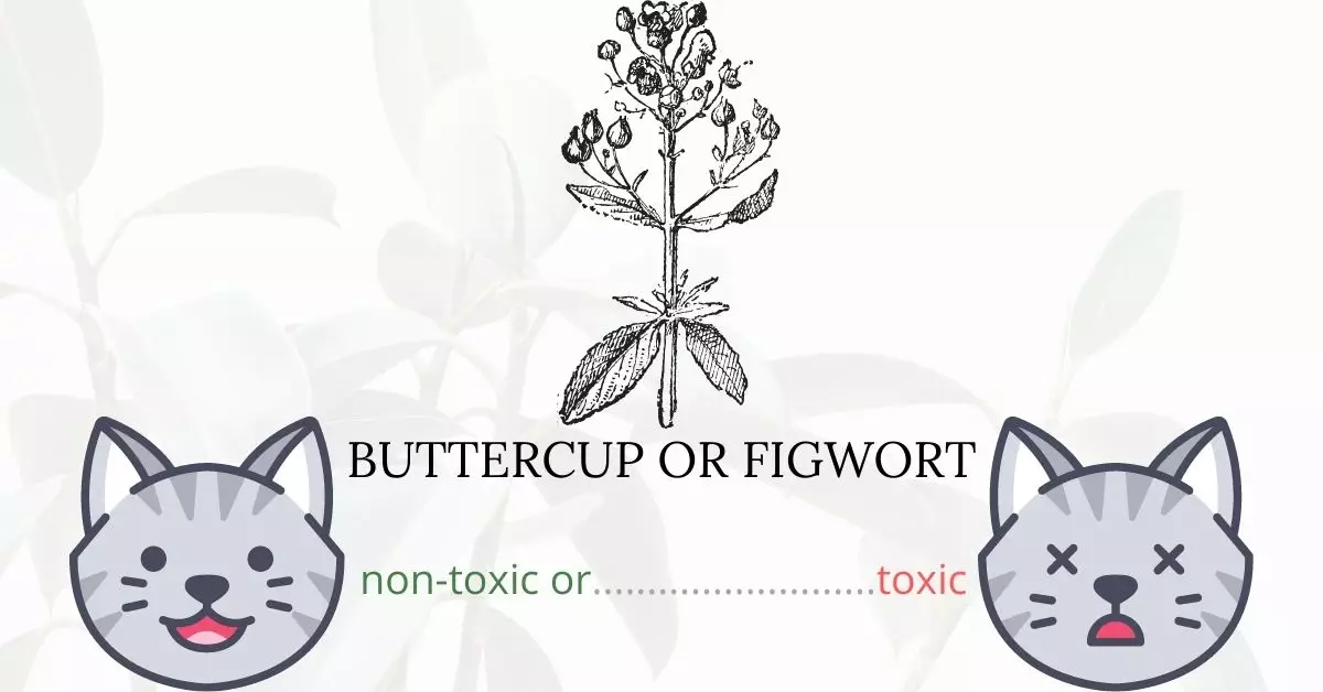 Is Buttercup or Figwort Toxic To Cats? 
