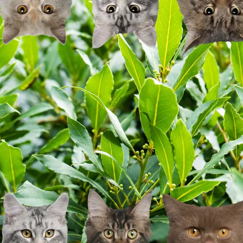 Bay Laurel and cats