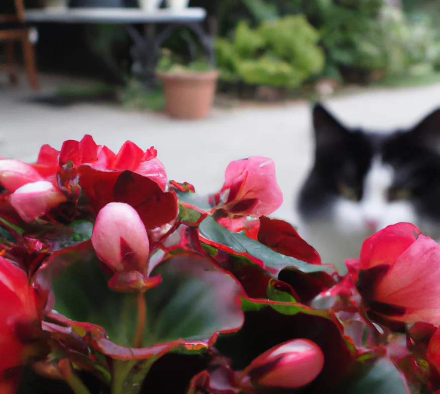 Begonia with a cat nearby