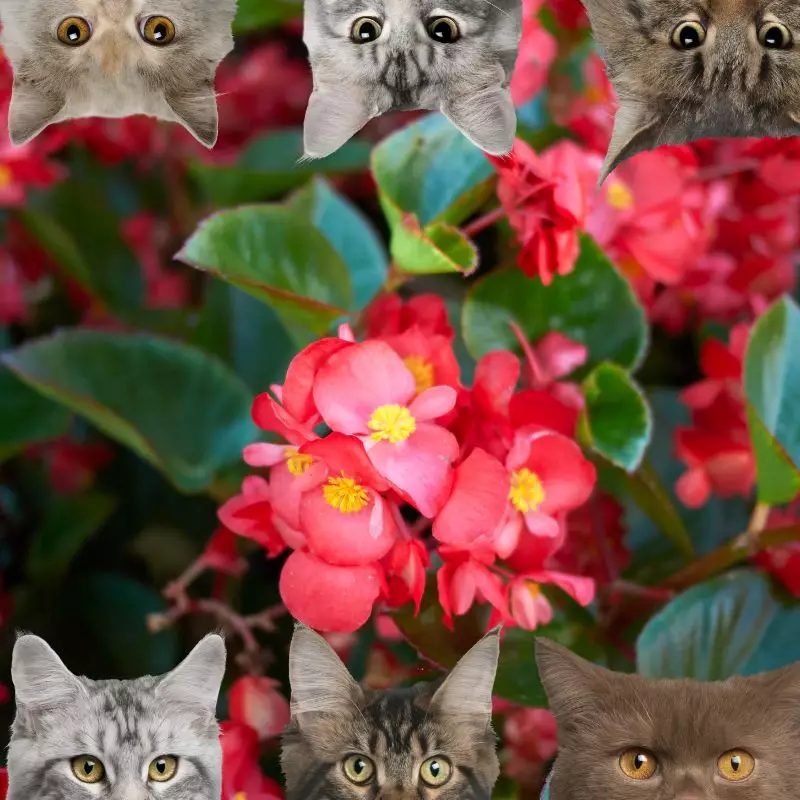 Begonias and cats