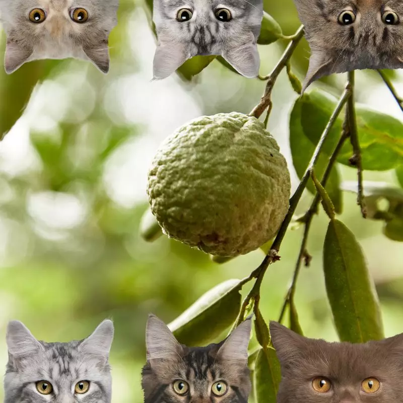 Bergamot Orange and cats