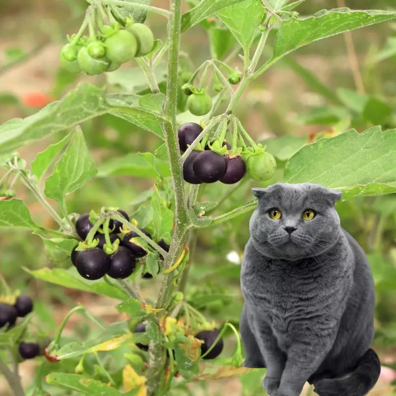 Black Nightshade and a cat nearby