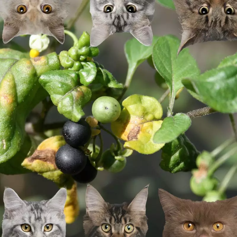 Black Nightshade and cats