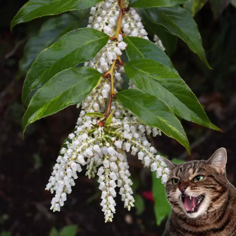 Black laurel and a cat hissing at it