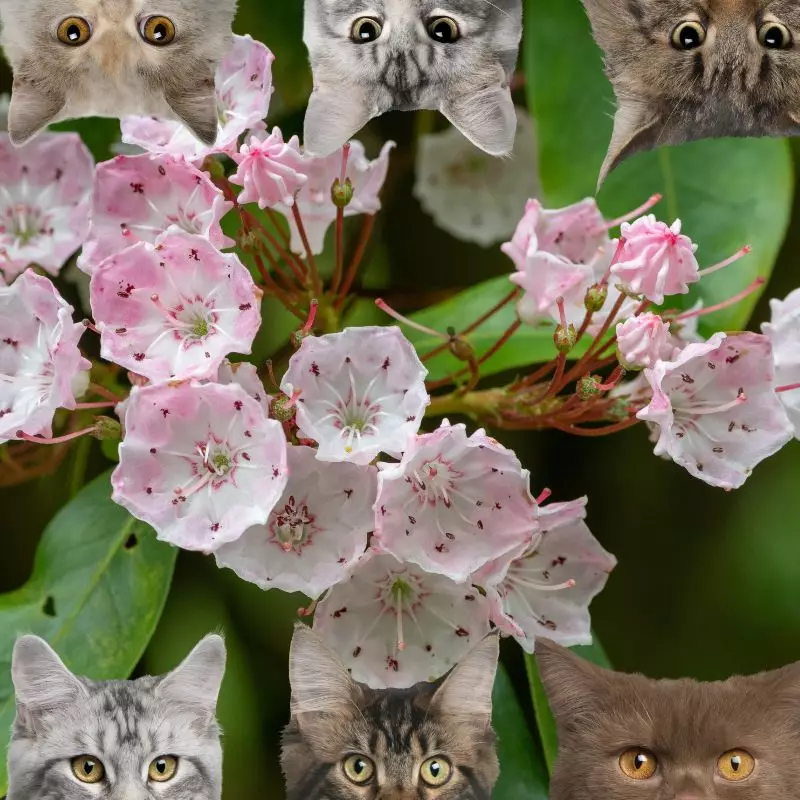 Bog Laurel and cats