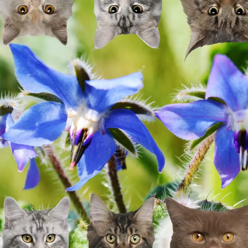 Borage and cats