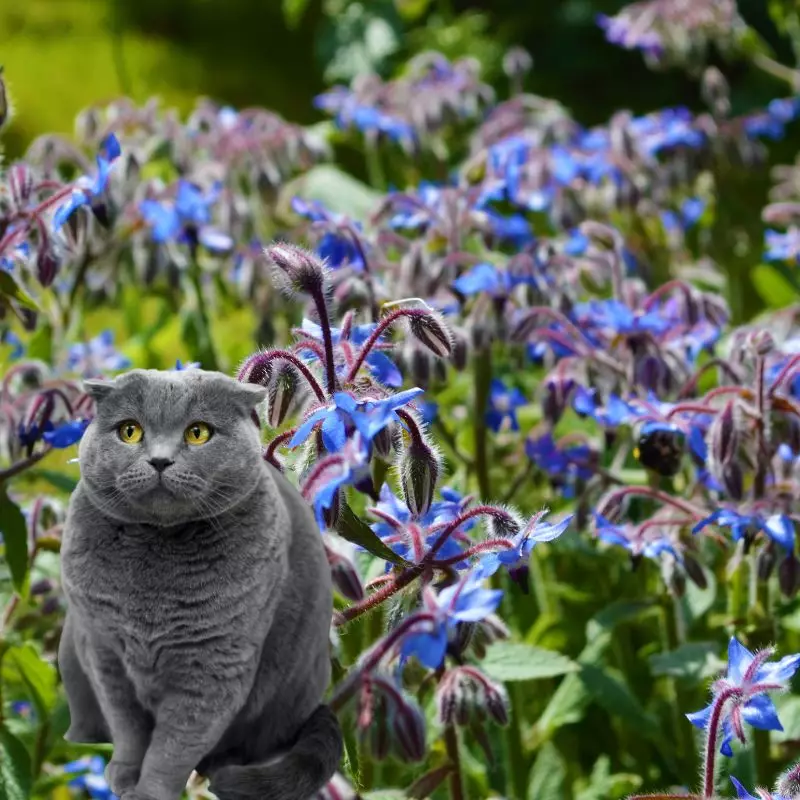 Borage with a cat sitting nearby