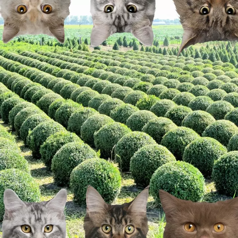 Boxwood and cats
