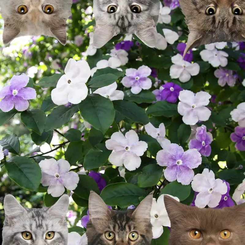 Brunfelsia and cats