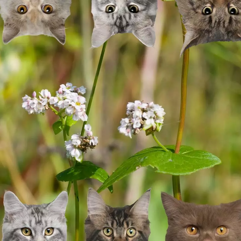 Buckwheat and cats