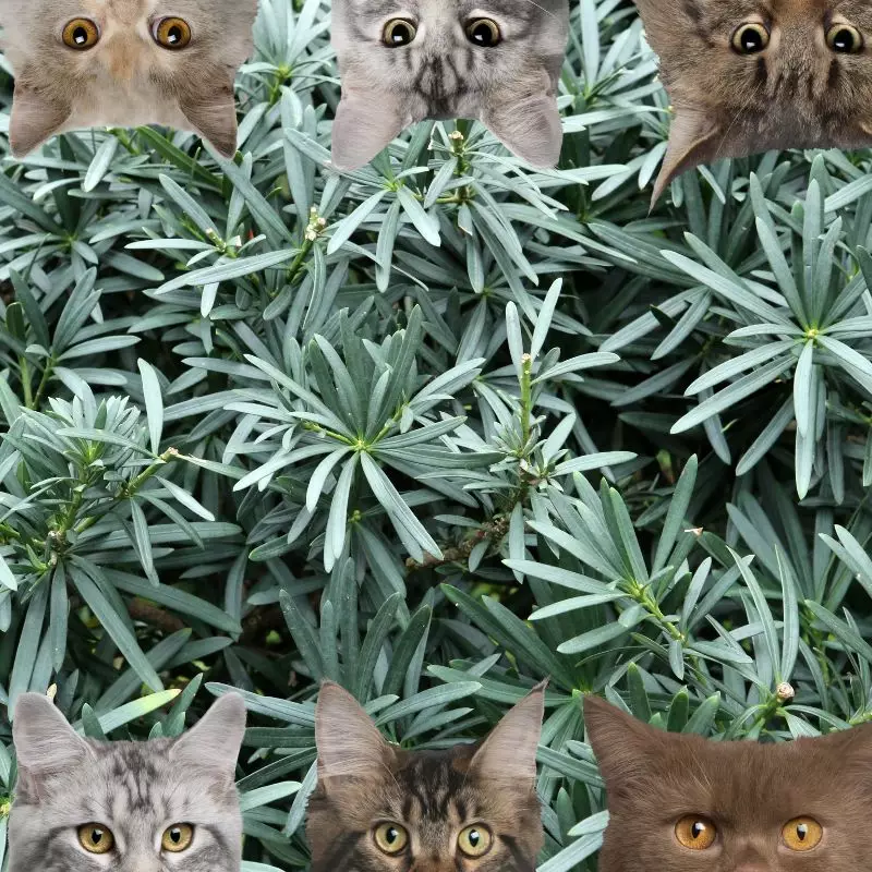 Buddhist pine and cats