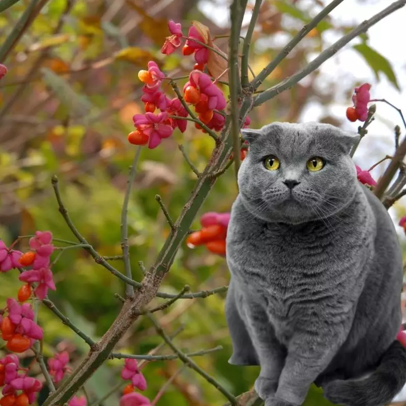 Burning Bush and a cat nearby