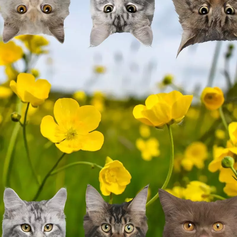 Buttercup and cats