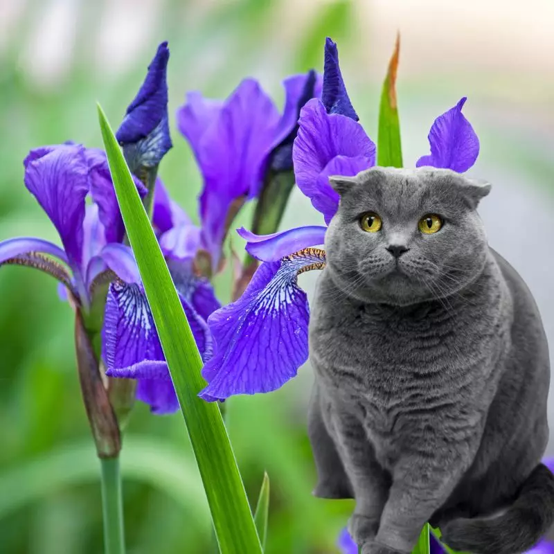 Butterfly Irises and a cat nearby