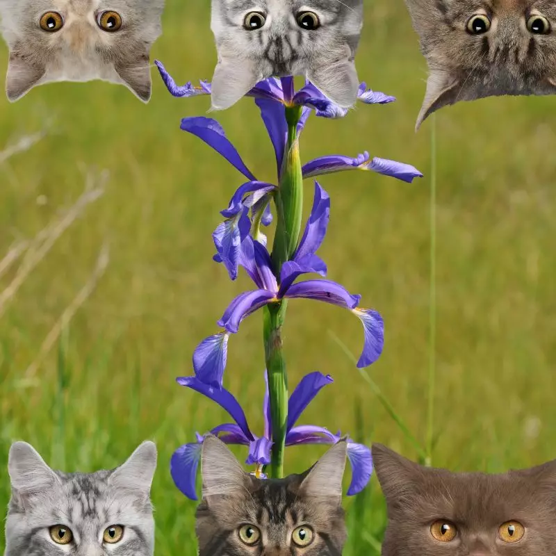 Butterfly Irises and cats