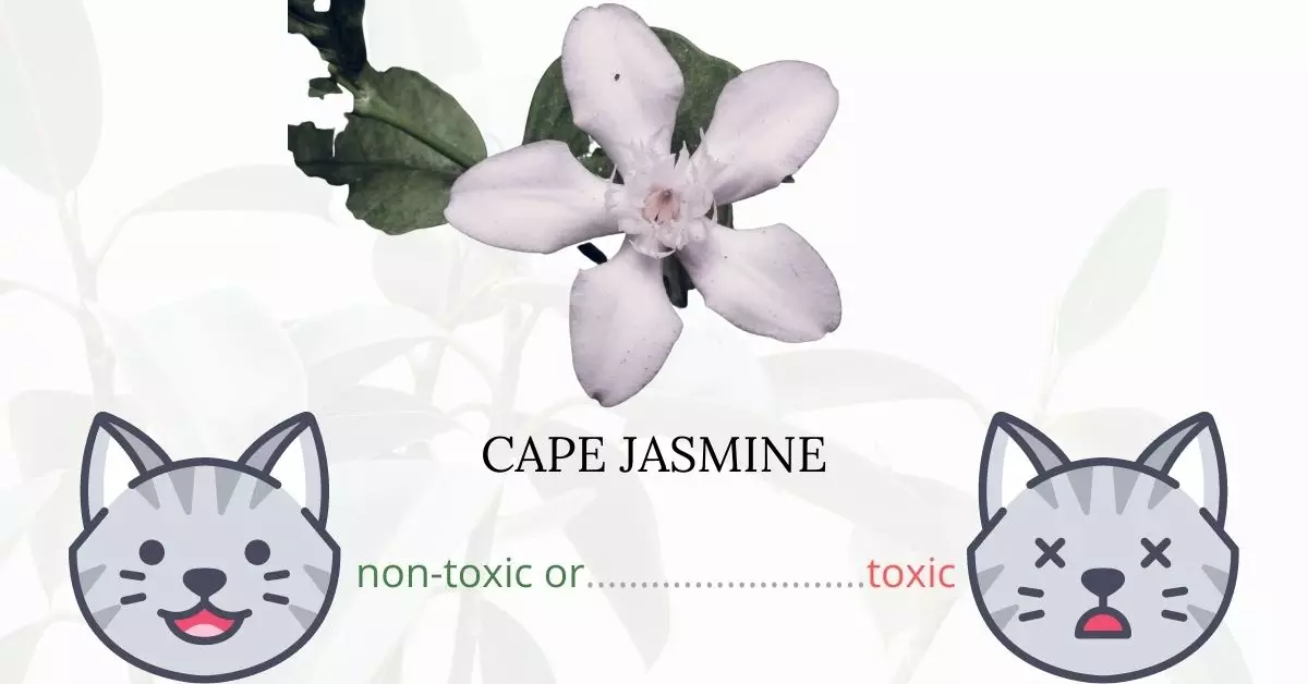 Is Cape Jasmine or GardeniaToxic To Cats? 