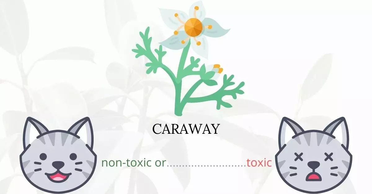 Is Caraway or Meridian Fennel Toxic To Cats? 