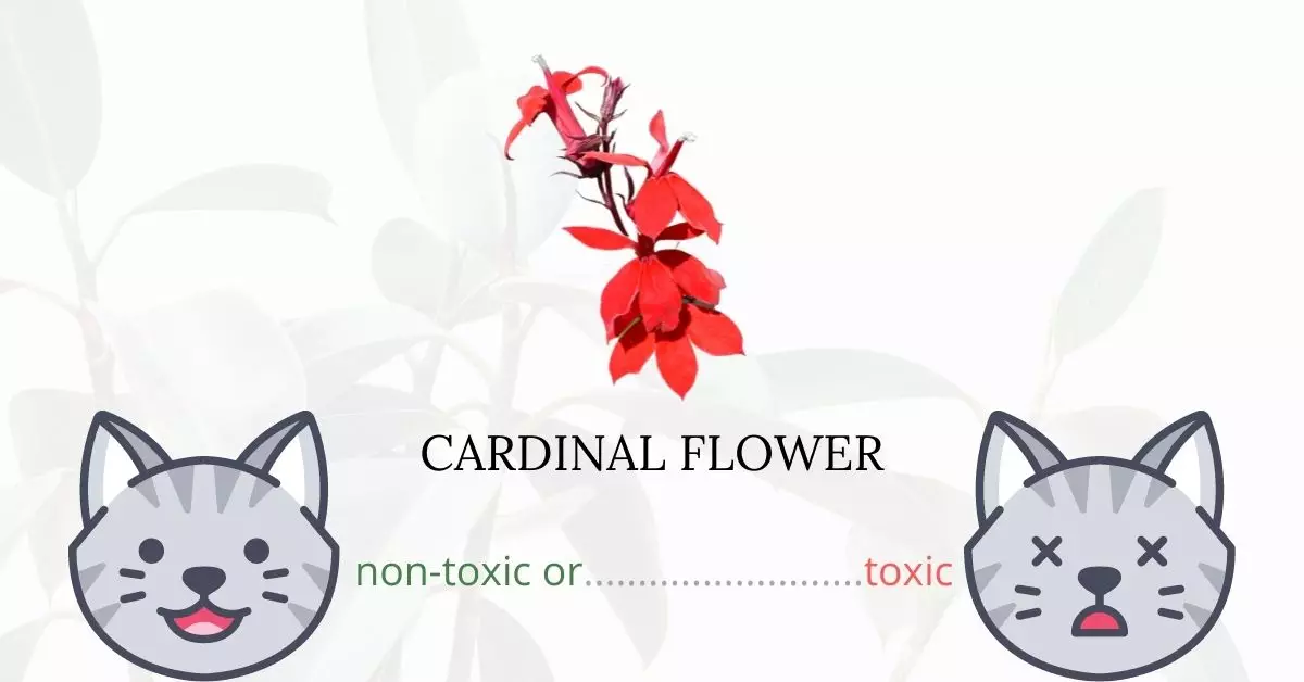 Is Cardinal Flower or Indian Pink Toxic To Cats? 