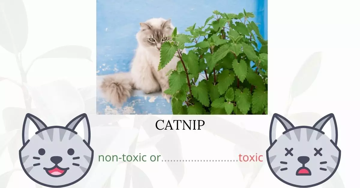 Is Catnip Toxic To Cats? 
