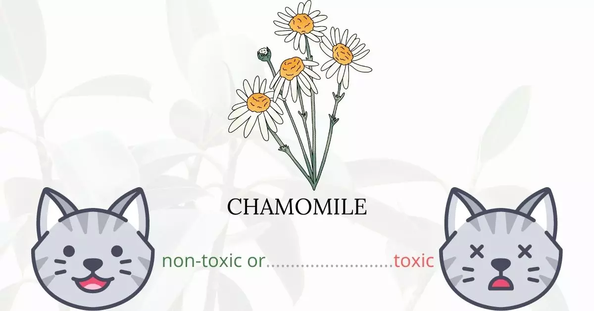 Is Chamomile Toxic To Cats? 