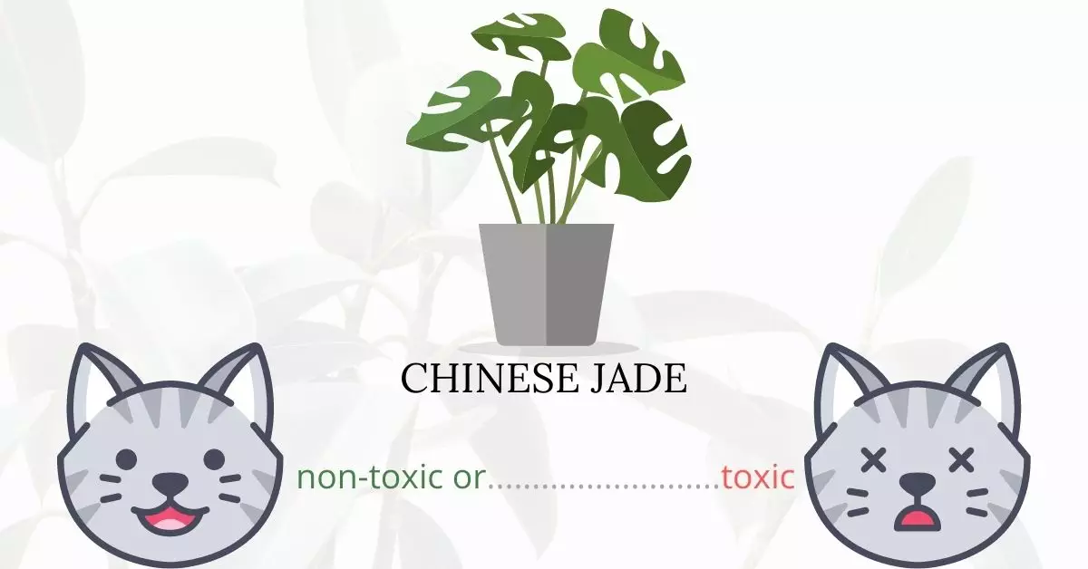 Is Chinese Jade Toxic To Cats? 