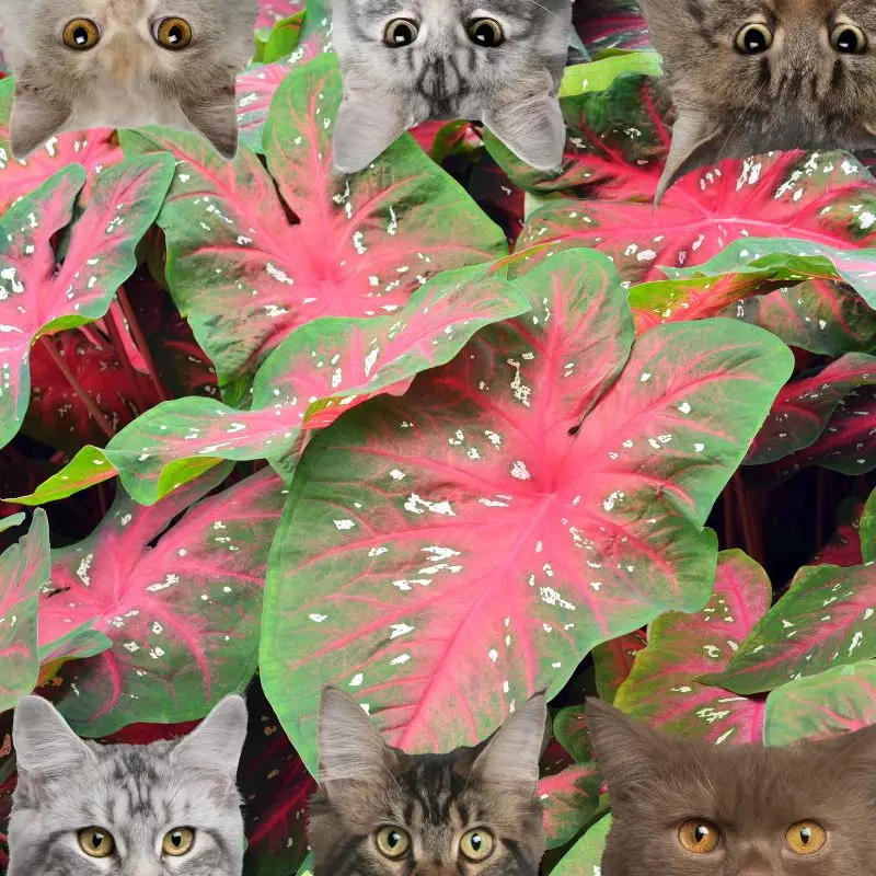 Caladium and cats