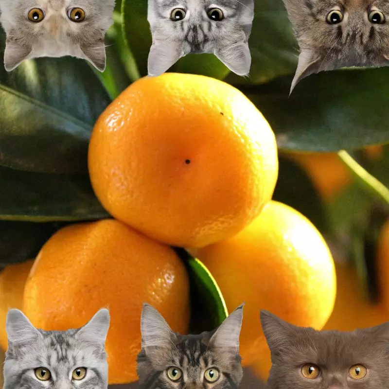 Calamondin Orange and cats