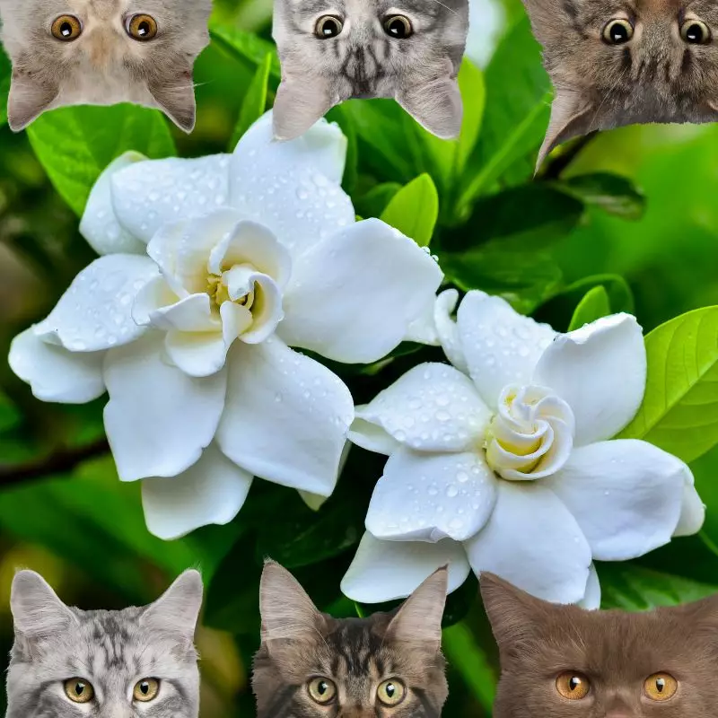 Cape Jasmine and cats