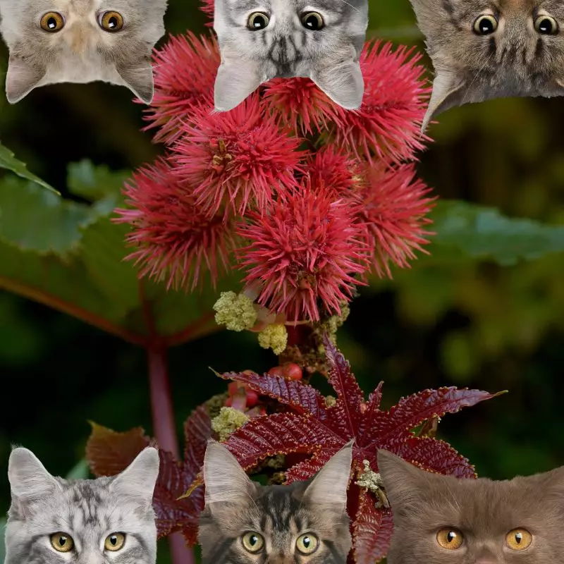 Castor Bean Plant and cats