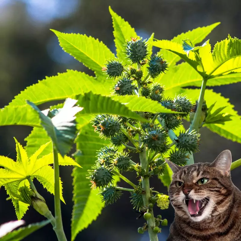 Castor Bean Plant with a cat hissing at it